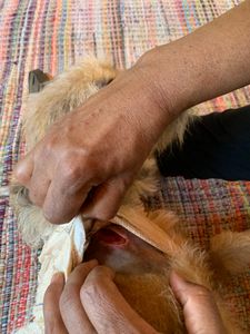 Santana do Riacho/MG - Ajude o Amarok!