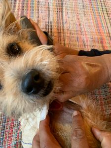 Patricia - Ajude o Amarok!