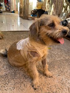 Vaquinha Online - Ajude o Amarok!