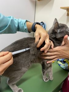 São Paulo/SP - AJUDE O CHUMBINHO
