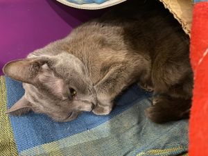 CHUMBINHO - AJUDE O CHUMBINHO