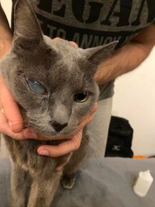 Vaquinha Online - AJUDE O CHUMBINHO