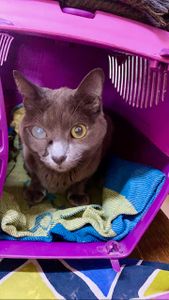 Animais - AJUDE O CHUMBINHO