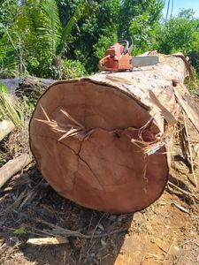 Porto Alegre/RS - Amazonia Forever