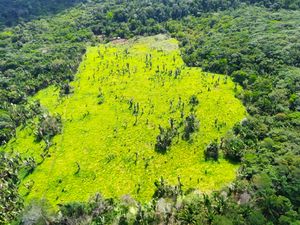 Crowdfunding - Amazonia Forever