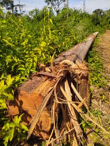 Amazonia Forever imagem 6