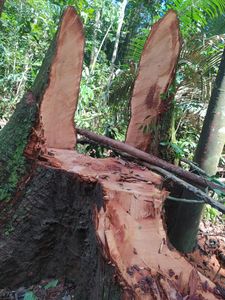 Meio ambiente - Amazonia Forever