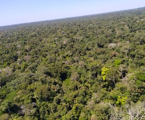 Amazonia Forever imagem 10