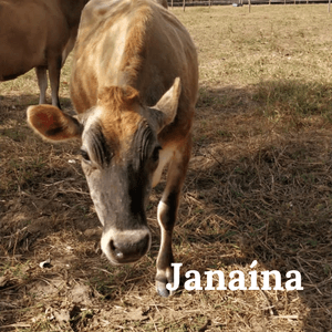 Vaquinhas Jersey's imagem 7