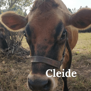 São Paulo/SP - Vaquinhas Jersey's