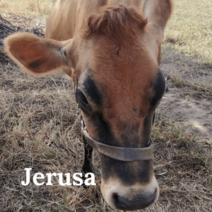 Ativismo - Vaquinhas Jersey's