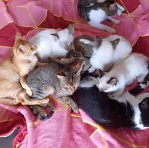 Vaquinha Online - Amor em 4 Patas