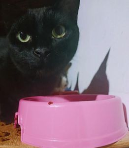 Recanto das Patinhas - Amor em 4 Patas