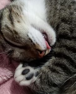 Valente/BA - Amor em 4 Patas