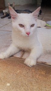 Vaquinha Online - Saúde do meu pet