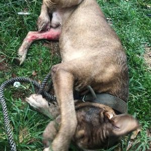 Animais - SOU BOB E PRECISSO DE SUA AJUDA