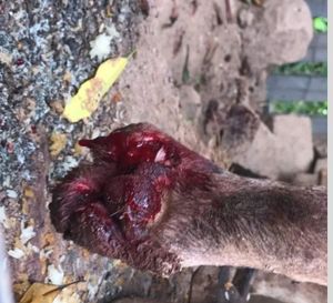 Vaquinha Online - SOU BOB E PRECISSO DE SUA AJUDA