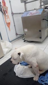 Ajudem o Thora a ter uma CADEIRA DE RODAS