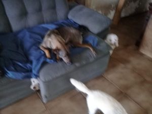 Animais - Sospatinhas 