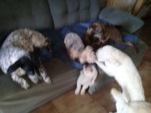 Sospatinhas - Sospatinhas 