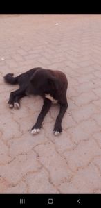 Vaquinha Online - Amor aos dogs