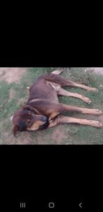 Alvorada/RS - Amor aos dogs