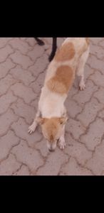 Amor aos dogs imagem 6