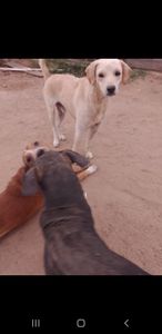 Cuidados pets - Amor aos dogs