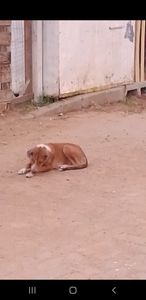 Animais - Amor aos dogs