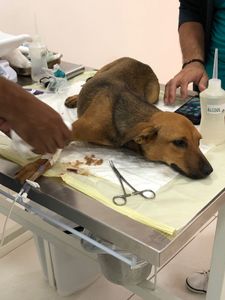 Ajude a Vitória imagem 6