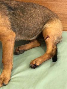 Animais - Ajude a Vitória