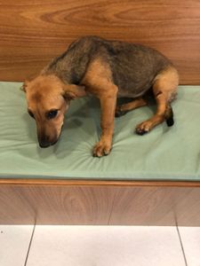 Vaquinha Online - Ajude a Vitória