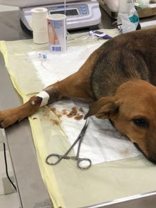 São Domingos do Norte/ES - Ajude a Vitória