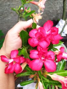 Horto da Cris imagem 6