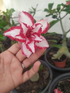 Horto da Cris imagem 8