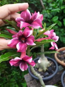 Horto da Cris imagem 9