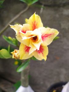 Horto da Cris imagem 7