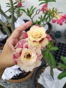 Nova Iguaçu/RJ - Horto da Cris