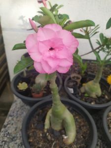 Empreendedorismo e Pequenos Negócios - Horto da Cris