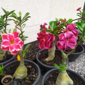 Horto da Cris - Horto da Cris