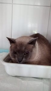 null - Ajude a salvar a vida desse anjo