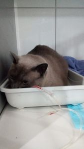 Ajude a salvar a vida desse anjo imagem 6