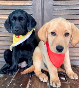 Causas e Comunidade - Instituto Iris: Apadrinhe um Cão-Guia!