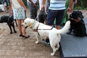 INSTITUTO IRIS - Instituto Iris: Apadrinhe um Cão-Guia!