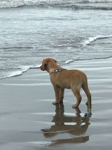 Instituto Iris: Apadrinhe um Cão-Guia! imagem 6