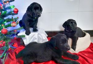 São Paulo/SP - Instituto Iris: Apadrinhe um Cão-Guia!