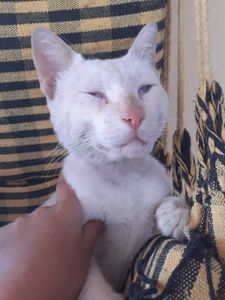 Vaquinha Online - Ajude o Floquinho a voltar a enxergar!!!