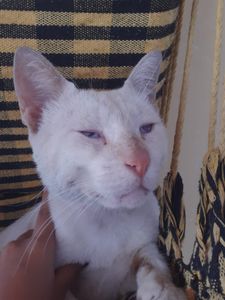 Animais - Ajude o Floquinho a voltar a enxergar!!!