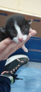 Animais - Ajuda filhotes resgatados 