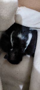 Vaquinha Online - Ajuda filhotes resgatados 